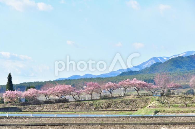 桜並木 桜,桜並木,自然の写真素材