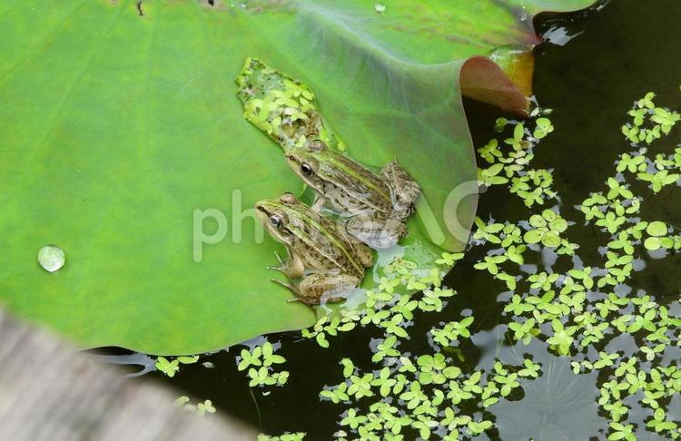 トノサマガエル トノサマガエル,両生類,生き物の写真素材