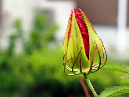 モミジアオイの蕾み モミジアオイの蕾みの写真