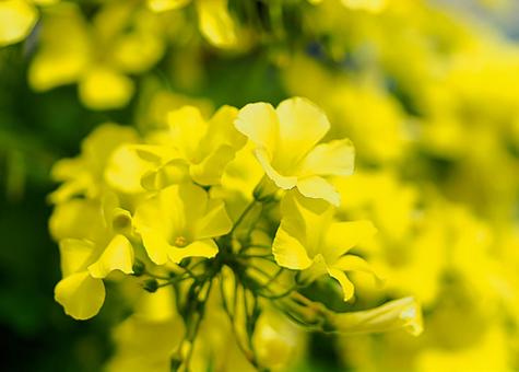 オオキバナカタバミ オオキバナカタバミ,キイロハナカタバミ,カタバミの写真素材