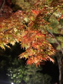 紅葉 紅葉の写真