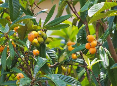 Photo, biwa, loquat, fruit, 