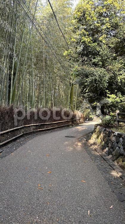 京都嵐山の竹林1 京都,京都府,竹の写真素材