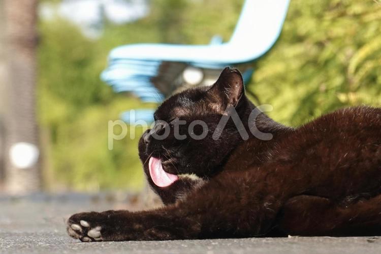前足を舐める黒猫 保護猫,猫,ネコの写真素材