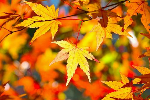 逆光で輝く紅葉したもみじの葉びら そのまんま公園,小高い丘,紅葉の写真素材