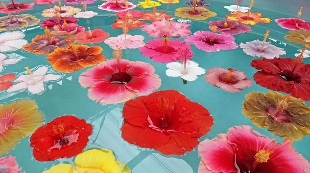 水面に浮かぶ色々な種類のハイビスカス ハイビスカス,沖縄,琉球の写真素材