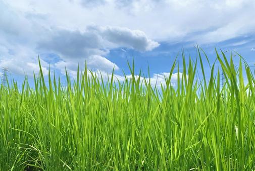 Photo, meter, rice cultivation, ear rice, 