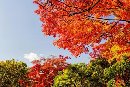 もみじ公園の秋(22) 秋,紅葉,モミジの写真素材