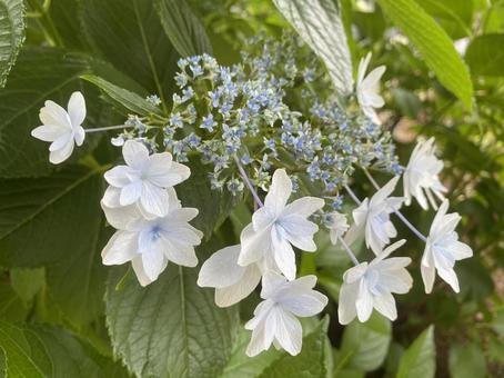 紫陽花 紫陽花の写真