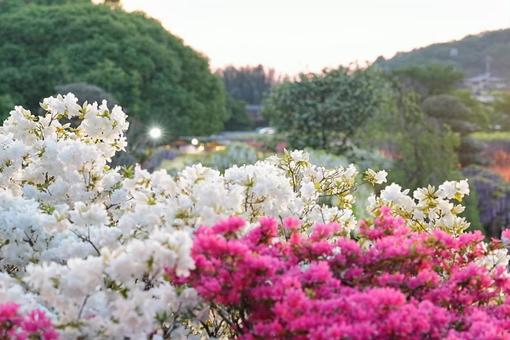 White and pink azalea, JPG