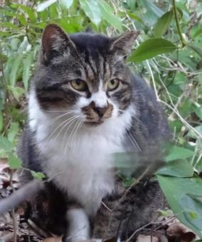のらねこ のらねこの写真