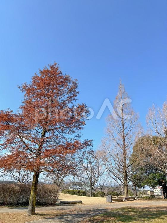 枯れ木のある公園　縦 秋,冬,公園の写真素材