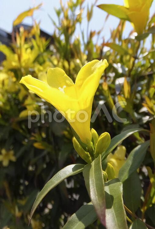 カロナイナジャスミン [Evening trumpetflower]-004 カロライナジャスミン,縦向き,花の写真素材