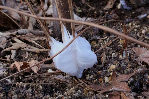 シモバシラ　（植物） 風物詩,白色,シモバシラの花の写真素材