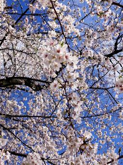 桜 桜の写真