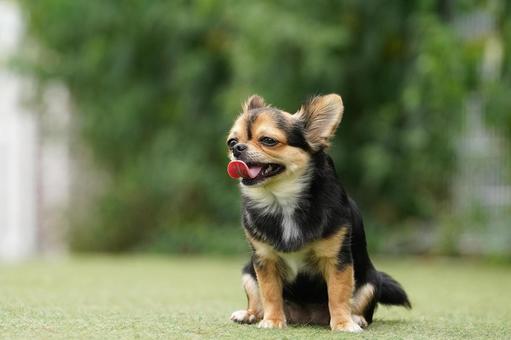 お座りして舌を出す犬(ミックス犬) お座りして舌を出す犬(ミックス犬) 犬,ミックス犬,可愛い犬の写真素材