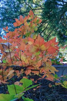 紅葉 紅葉 紅葉,シラキ,赤の写真素材