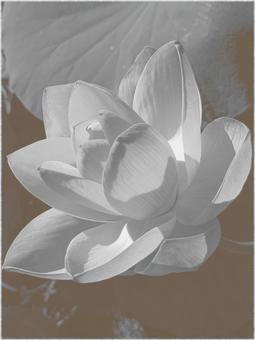 二ツ屋の大賀蓮（古代バス・千年蓮）の写真