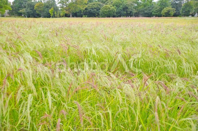 畑のある風景 草,風景,自然の写真素材