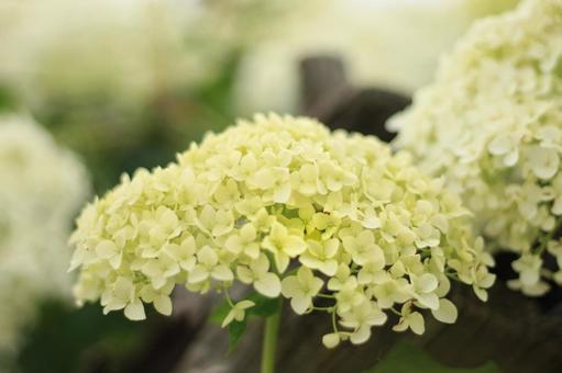 紫陽花 紫陽花の写真