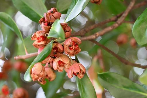 モッコク モッコク モッコク,アカミノキ,木の写真素材