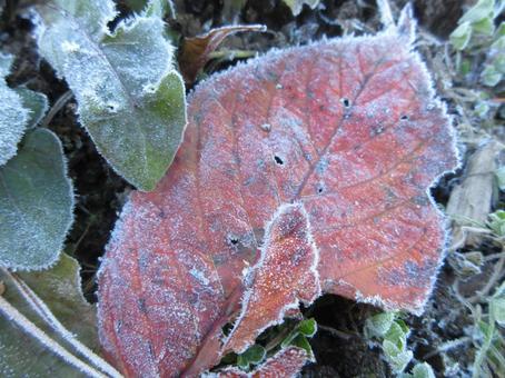 霜の着いた落ち葉 霜,落ち葉,冬の写真素材
