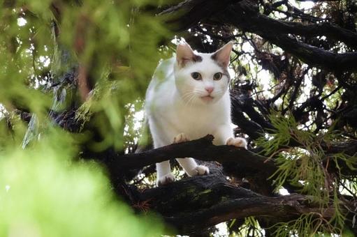 木の上のシロキジネコ 木の上のシロキジネコ ネコ,保護猫,猫の写真素材