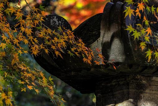 お寺と紅葉 お寺と紅葉の写真