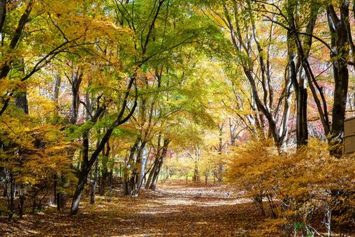 紅葉 紅葉の写真