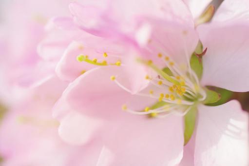 桜の花のアップ さくら,アップ,春の写真素材