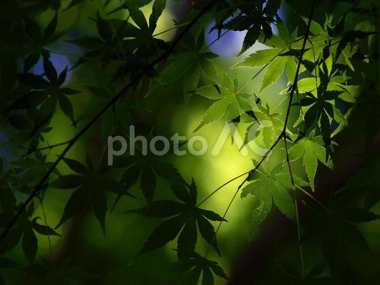 青モミジからの木漏れ日 青もみじ,青モミジ,新緑の写真素材