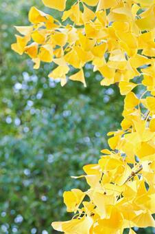緑の背景に映えるイチョウの黄葉 イチョウ,銀杏,葉の写真素材