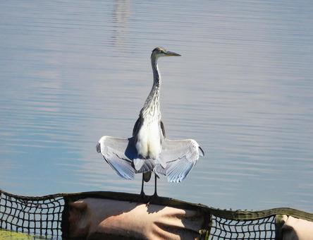 羽を広げひなたぼっこするアオサギの若鳥 アオサギ,野鳥,動物の写真素材