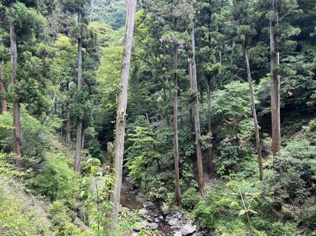 明治の森 箕面国定公園 明治の森 箕面国定公園の写真