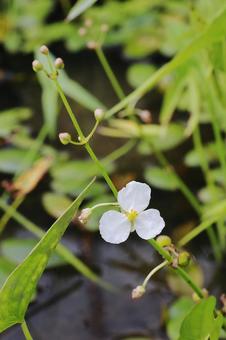 植物 アギナシ 植物 アギナシ アギナシ,花,植物の写真素材
