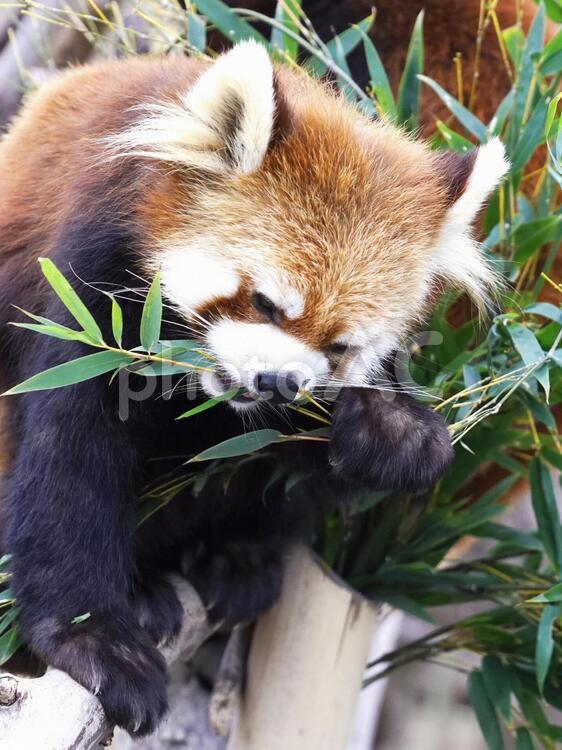 円山動物園の人気者 レッサーパンダ,動物,哺乳類の写真素材