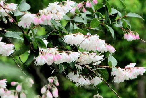 Photo, utagi, sarasa tutsugi, white, 