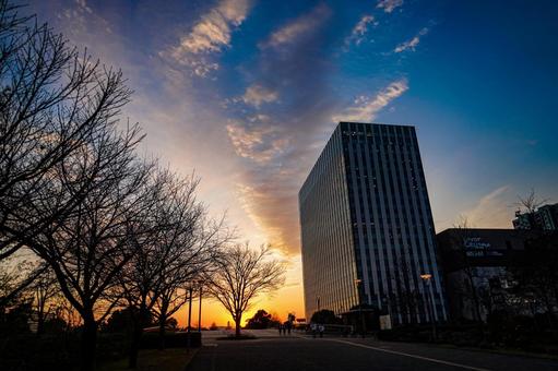 並木道の夕焼け(お台場) 並木道の夕焼け(お台場) 並木道,夕焼け,空の写真素材
