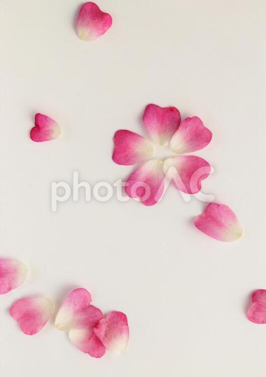 ハート型の薔薇の花びら、バレリーナ、白背景 ばら,バラの花びら,ピンクの写真素材