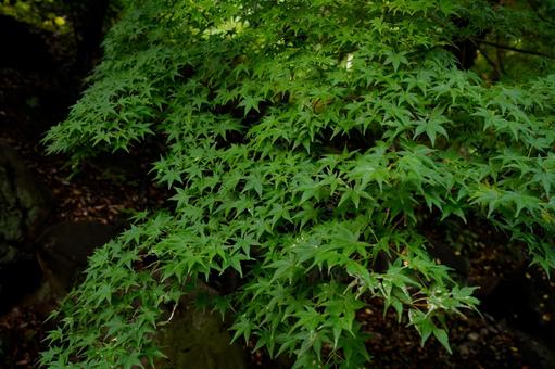 雨の日の紅葉の写真