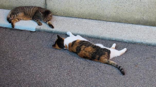 やる気を失って脱力している三毛猫たち やる気を失って脱力している三毛猫たちの写真