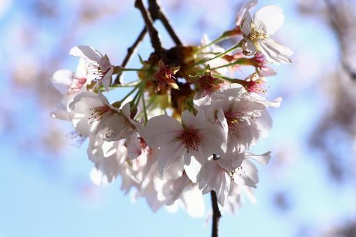 桜 桜の写真