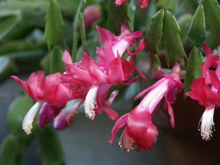 シャコバサボテン　マクロ シャコバサボテン,フラワー,筒状花の写真素材