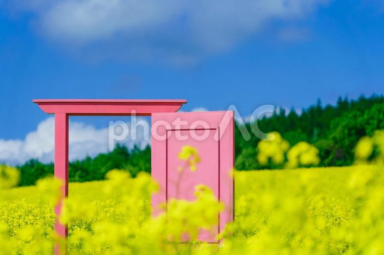 青い空と満開の菜の花畑 北海道,安平町,観光スポットの写真素材