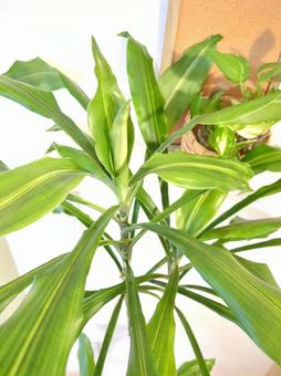 観葉植物 ドラセナジェレ 7号鉢 観葉植物 ドラセナジェレ 7号鉢 観葉植物,ドラセナジェレ,7号の写真素材