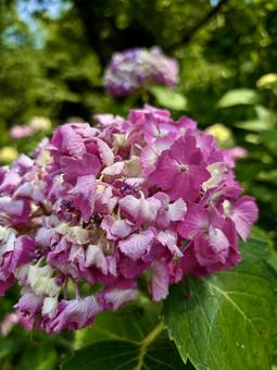 Hydrangea (dark pink), JPG