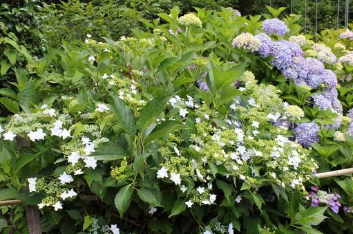 Hydrangea 98, JPG
