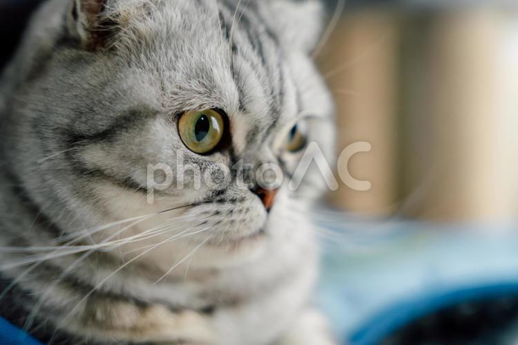 猫の横顔 猫,スコティッシュフォールド,横顔の写真素材