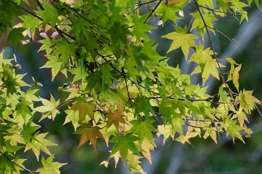 モミジの葉 モミジ,葉,植物の写真素材