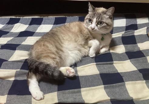 優雅な佇まい 優雅な佇まいの写真